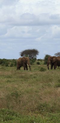 Elefántcsalád a Tsavo East-ben Elefántcsalád a Tsavo East-ben