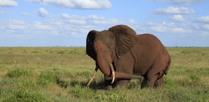 Dühös elefántbika a Tsavo East-ben