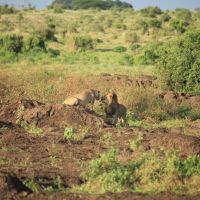 Oroszlánok a Tsavo East-ben