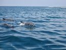 Delfinek a Kisite Mpunguti nemzeti parkban